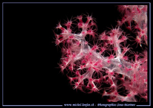 Red Gorgonia.... :O)... by Michel Lonfat 